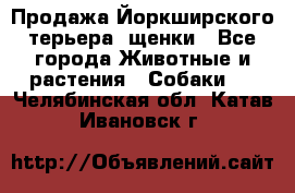 Продажа Йоркширского терьера, щенки - Все города Животные и растения » Собаки   . Челябинская обл.,Катав-Ивановск г.